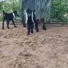 للبيع عنز صنف تحتها 2 تيوس والحليب وافر