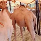 حلال قعدان وتيوس للزواج للمناسبات أسعار طيبه
