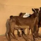 تيس جنوبي