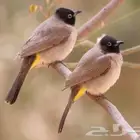 طير بلبل نغاري