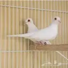 للبيع حمام ماسي سنى ويت