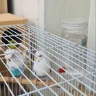 مشربيات تنقيط للطيور