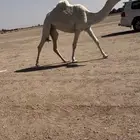 للبيع البكره