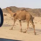 فحل رماني احمر ثني