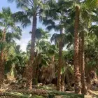نخل واشنطوناء زينه للبيع