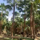Washington palm trees for sale