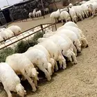 ذبايح مع خدمة الذبح والتوصيل