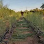 الباب العربي اليسر