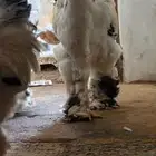 دجاج   براهما كولمبي