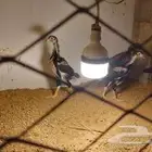 صوص باكستاني