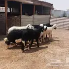 هرافي نجد وسواكن مهجنه