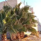 نخل واشنطني