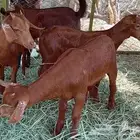 ماعز دهم محايليات