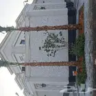 نخل واشنطن للبيع