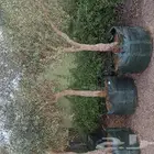 شجر زيتون معمر