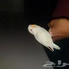 فرغ روز ابيض عيون حمر