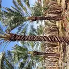 نخل تكريب هلال