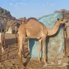 قعود ولد شقران الفرتاج