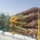 يوجد لدينا خلاص سكري درجه اولا