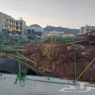 سلام عليكم يوجد لدينا نخيل مثمر درجه اولا