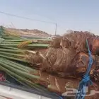 سلام عليكم يوجد لدينا جميع انواع انخيل المثمر حسب اطلب والم