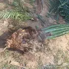 سلام عليكم يوجد لدينا جميع انواع انخيل المثمر وزينه