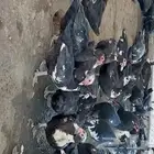 بيض بط بلدي