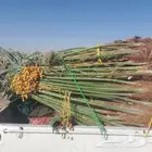 سلام عليكم يوجد لدينا نخل طيب ماشالله