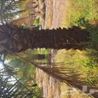نخل للبيع بجميع انواعه وكافت مقاساته لتواصل