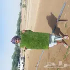 عشب طبيعي ثيل طبيعي نجيله طبيعي