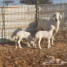 حريه صنف متاومه تم البيع