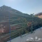 سلام عليكم عندنا هنخل الجيب كبار ومثمر