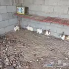 ارنب للبيع