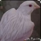 مطلوب ذكر كناري