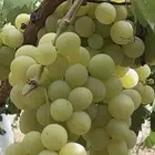 عنب فاخر جدا