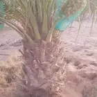 نخيل للبيع