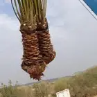 سلام عليكم توجد الدين نخل وفسيل