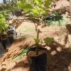 شتلات عنب اصناف تجاري