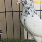 تيدي جونسرا