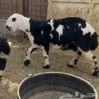 للبيع طلي نجدي فل شحم