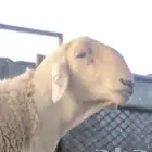 فحل حري