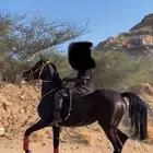 للبيع فرس شعبيه شيخه