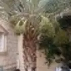 مشتل تنسيق حدائق