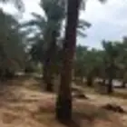 نقوم بتوريد وتركيب جميع انواع النخيل العربي ولواشنطنش وزيتون