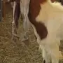 تيس هولندي