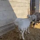 حريات مضاريع