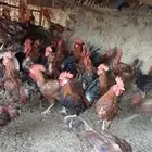 دجاج بلدي للبيع جميع الاحجام موجوده