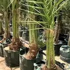 متواجد لدينا جميع انواع النخيل