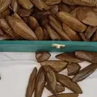 عود تايقر بسعر الجملة