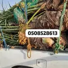 نخل مثمر للبيع درجه اولى برطبه مشاءالله
